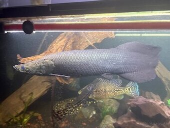 Arapaima gigas
