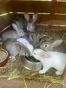 Samica a 9 mladých zajkov