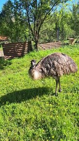 Pštrosy-emu -pár