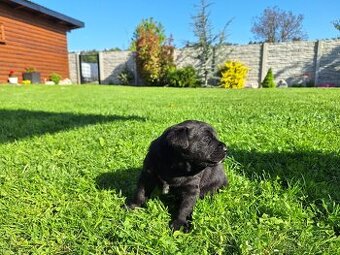 Labrador šteniatko psík čierny