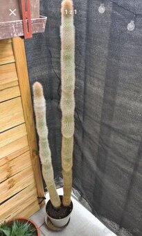 Kaktus Cleistocactus strausii