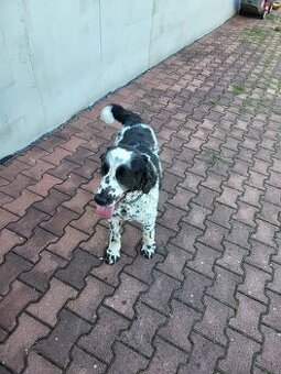 Anglický springerspaniel