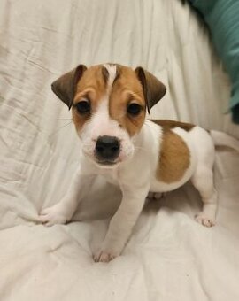 Šteniatka Jack Russell na adopciu
