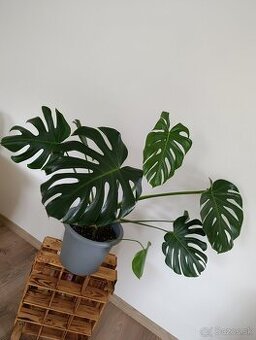 Monstera