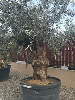 Olivovnik bonsai