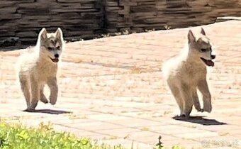 Sibírsky Husky