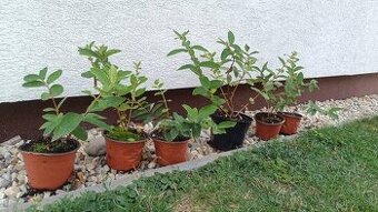 Zemolez kamčatský thundra/wojtex - ovocný ker 10-20cm