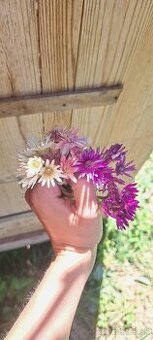 Fialový a biely sucho-kvet (slamienka) 🌸