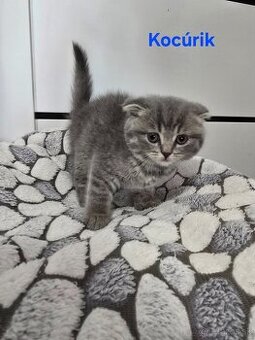 Škótske mačiatka
