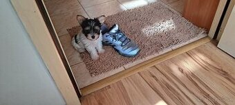 Yorkshire terier biewer