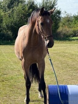 Na predaj 2,5-ročná kobylka so skokovým pôvodom – Oldenburg