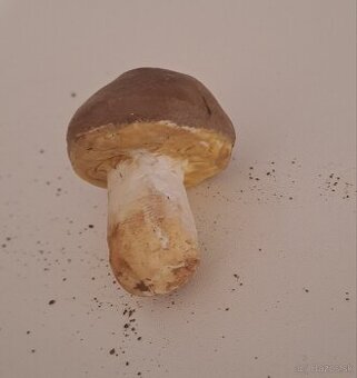 Hríb Dubový (dubák) model