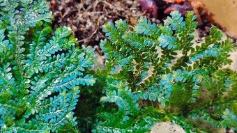 Selaginella uncinata (Didiclis uncinata)