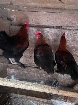 Predám mladého maranského kohúta