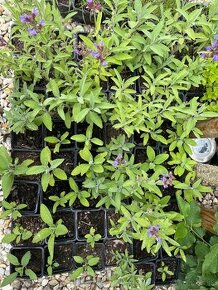 Sadenice - Salvia officinalis( Šalvia)
