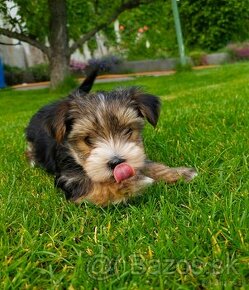 Yorkshire Terrier - malého vzrastu