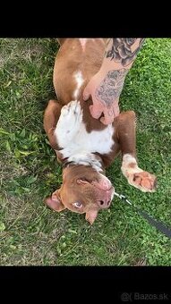 Darujem Pitbul