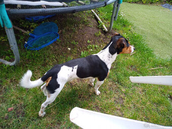 Jack Russell teriér- pes na krytie