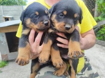 Predám šteniatka Rottweiler
