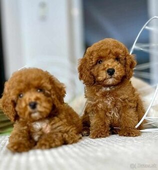 Maltipoo s pp