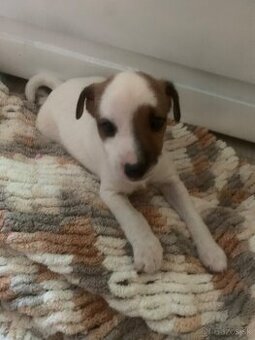 Predám šteniatko jack Russela