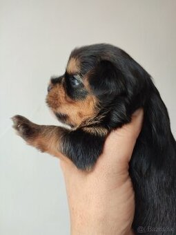 Yorkshire terrier - psík