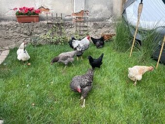 prepelice,ayam cemani, hodvabnicky,nosnice,zajace , 3x kurín
