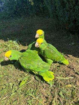 Amazona oratrix