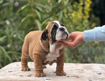 Anglicky Bulldog, buldog,bulldogge, Buldok s PP