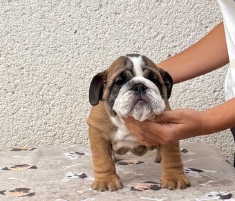Anglicky Bulldog, buldog,bulldogge, Buldok s PP