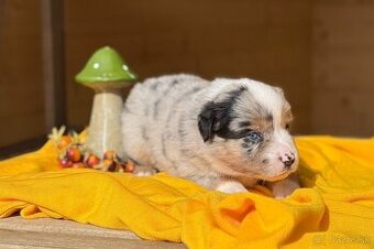 Miniatúrny americký ovčiak