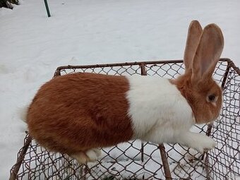 Predám králiky Šarišský obrovity