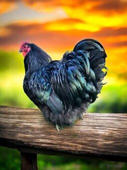 Kohút Orpingtonka čierna