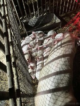 Predám odstavčata