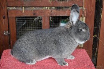 Predam Viedensky divoko modrý