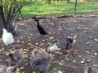 Predám indické bežce