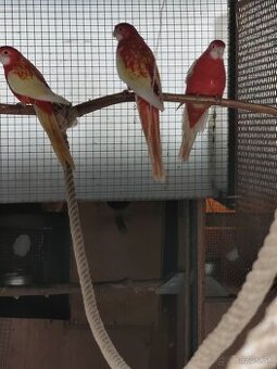 Predám rozely rubino červená