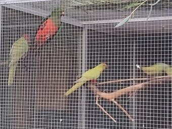 Papagáj Královský žltý predaj