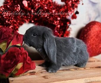 Anglický barenček s pp