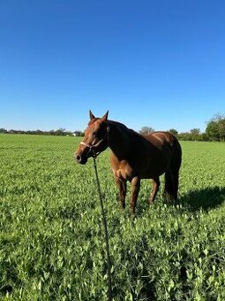 Práca pri koňoch, Stajník/stajníčka