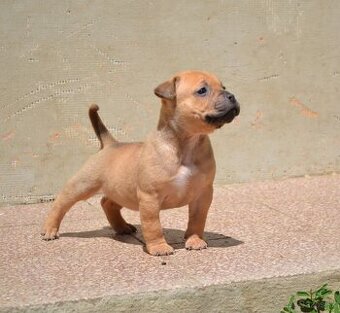Crossbreed bully 75%