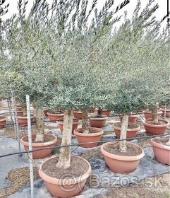 Olivovník, Olea Europaea