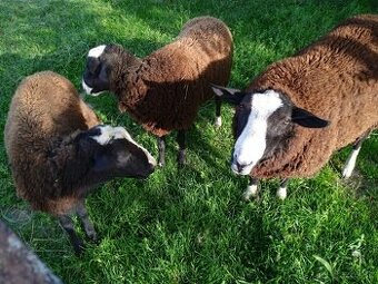 Zwartbles