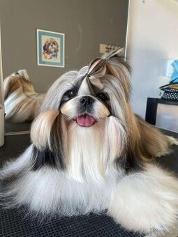 Shih tzu s PP / shi-tzu / shitzu - 1