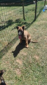 Belgický ovčiak malinois