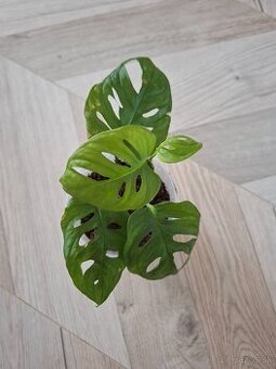 Monstera adansonii