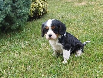 Cavalier king charles soaniel