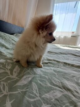 Pomeranian