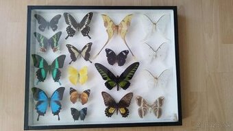 Predam veľkú zbierku hmyz