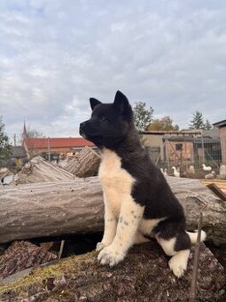 Americká Akita - 1